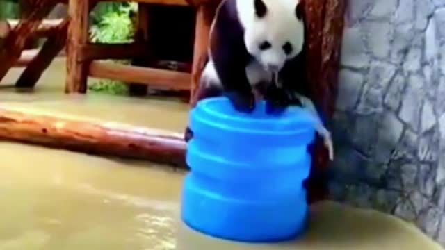 Pandas Are Happily Playing In The Water.