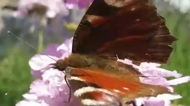 #So beautiful butterfly lovely place