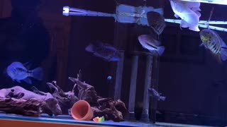 Fishing During Coronavirus Quarantine