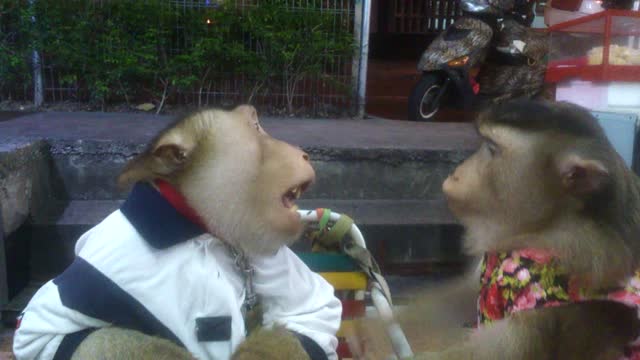 Monkey couple enjoys a romantic night out