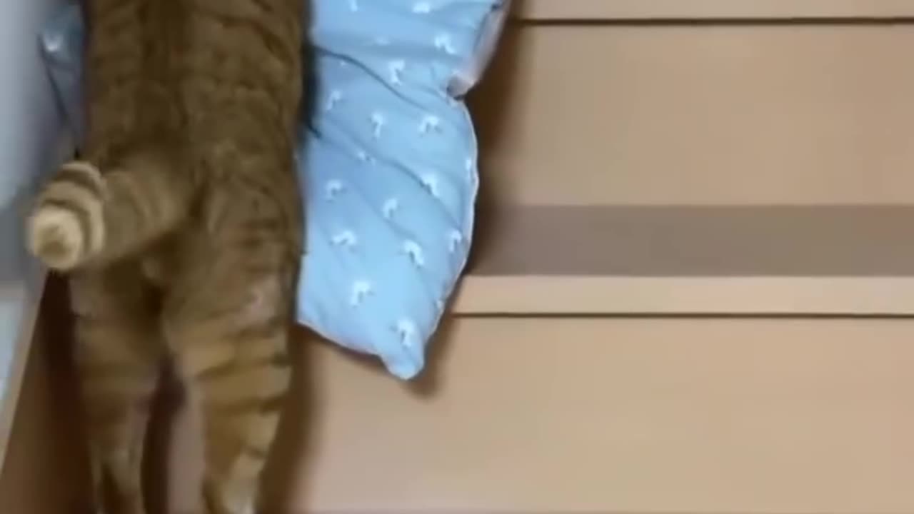 Cat climbing stairs for going to sleep