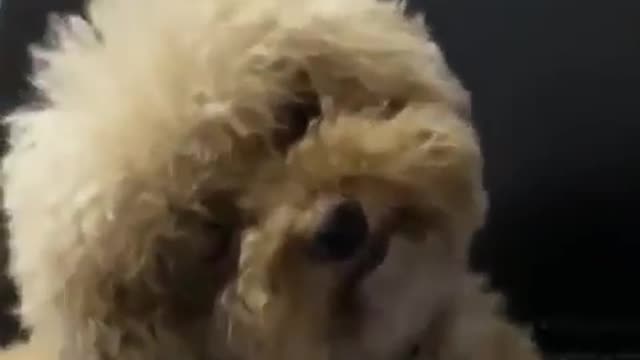 Charming canine response - Infant Poodle Canine, Cutest Creature Ever