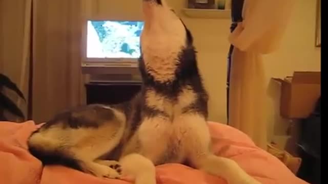 How to make your Husky say I Love You