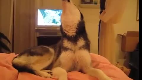 How to make your Husky say I Love You