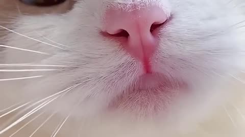 Funny Cat Meows Video and Voice Natural Fanny