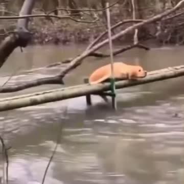 Sibling in real life