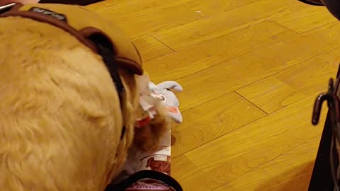 Dog's aegyo to have a toy