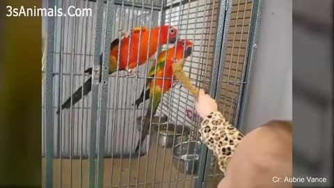 Cute baby and Parrots Are Best Friends