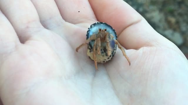 Hilarious reaction to saying goodmorning to a crab.