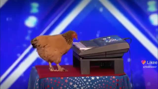 Chicken
