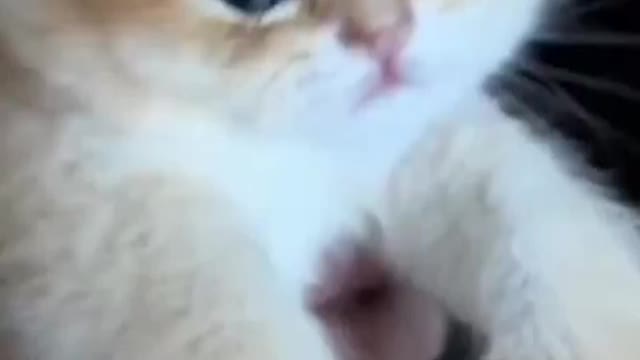 OMG So Cute Cat Video
