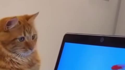 Cat funny video, animal funny video