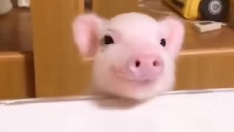 Cute pig