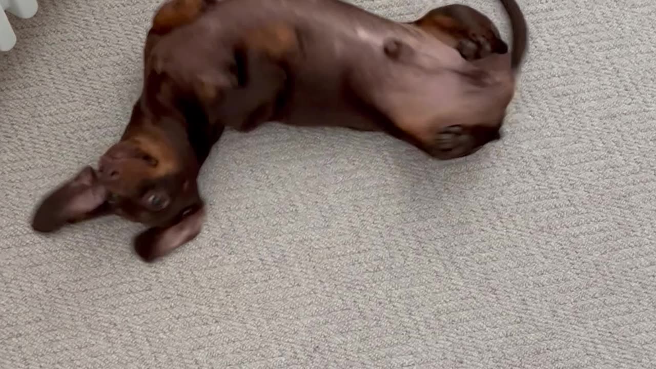 Silly Sausage Dog Has the Wiggles