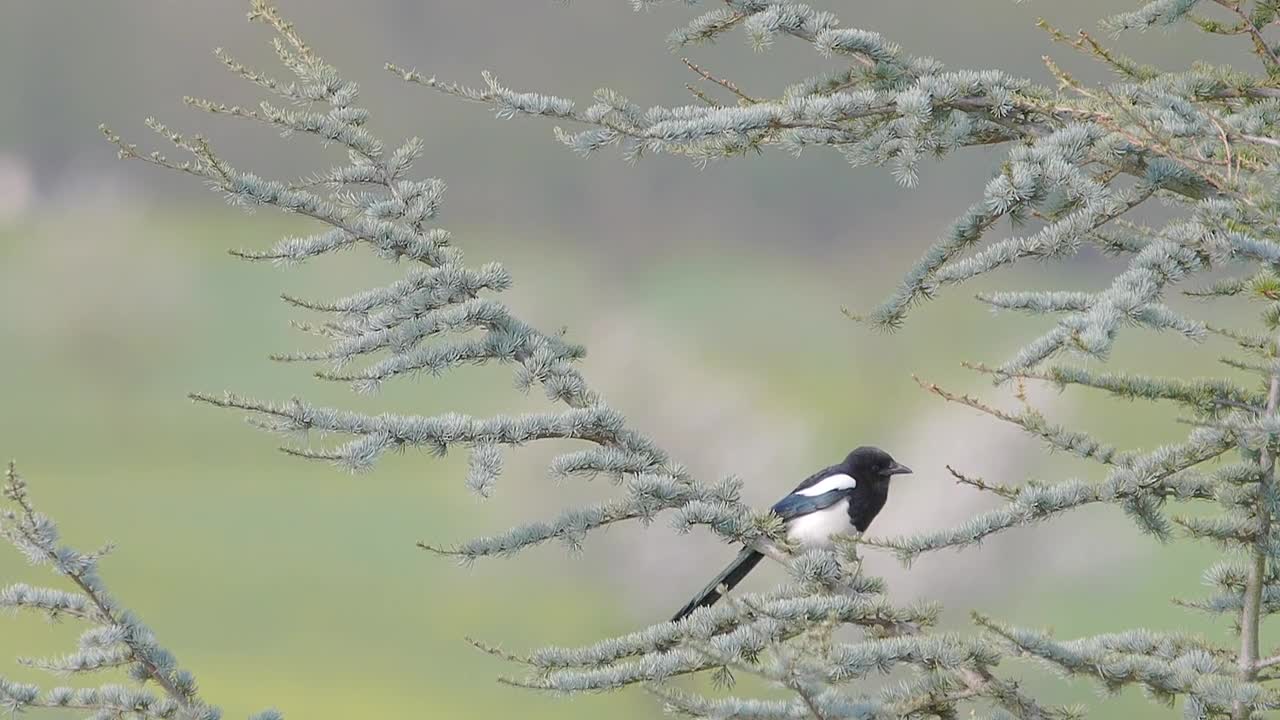 What bird is this?