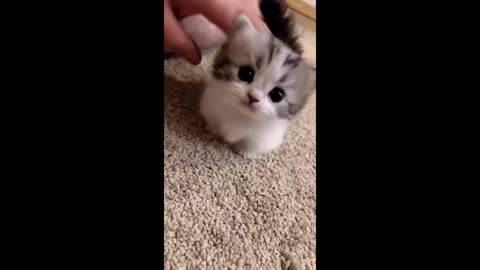 cute cat