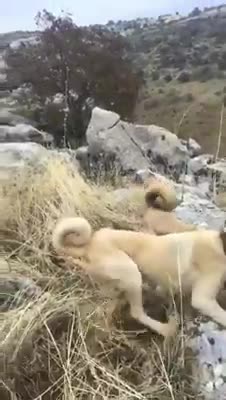 cruel dog|سگ بی رحم