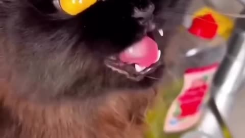 Funny animals 2024😆 - Funniest Cats and Dogs Video🐕🐈 #shorts part 156