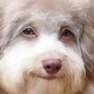 So So cute song collection 😻🥰😍