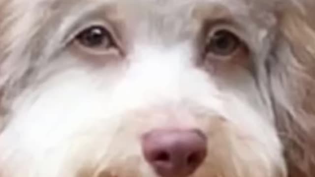 So So cute song collection 😻🥰😍