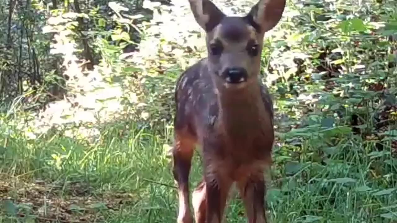 This Deer mother really loves their sons. Watch what she did is so amazing.