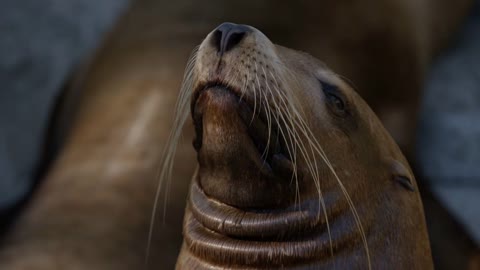 Majestic Sea lions basking in the sun in slow motion