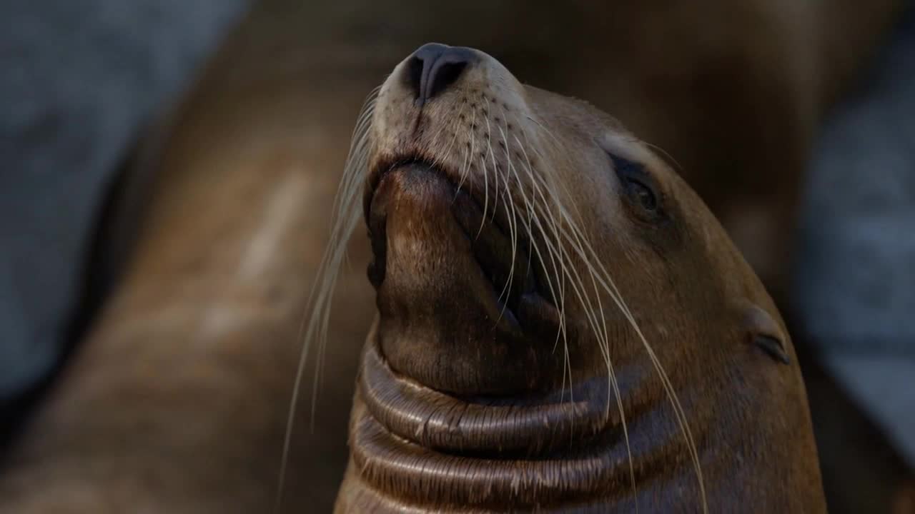 Majestic Sea lions basking in the sun in slow motion