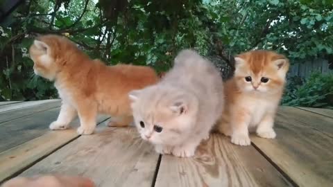 Three little Teddy kittens | Cutest Baby British kittens 😍