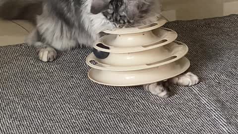 Cat Finds Creative Way to Play