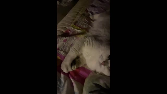 cat