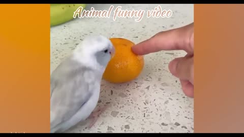 Animal funny video