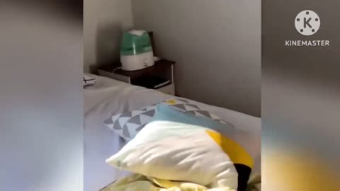 Cat funny moments