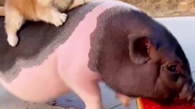 The pig backs the dog