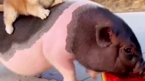 The pig backs the dog