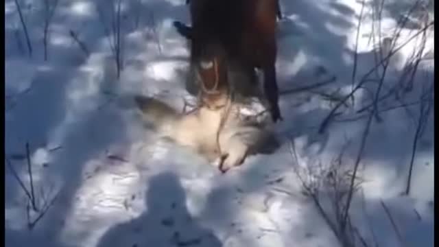 Horses are flight animals not fight animals...except this one