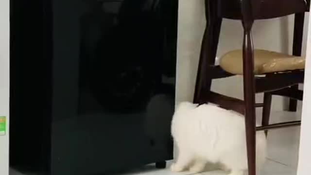 The cat toyed with the fridge
