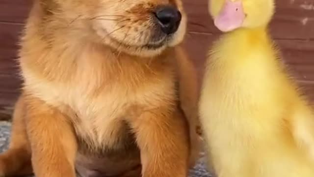 Funny videos / Best animals | Funny videos 2021 Tiktok | #Shorts