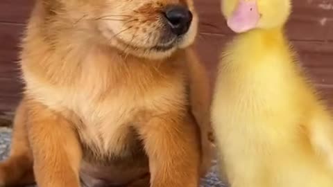 Funny videos / Best animals | Funny videos 2021 Tiktok | #Shorts