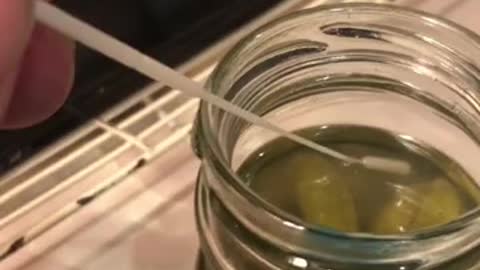 La pandemia delle insensatezze - i cetriolini