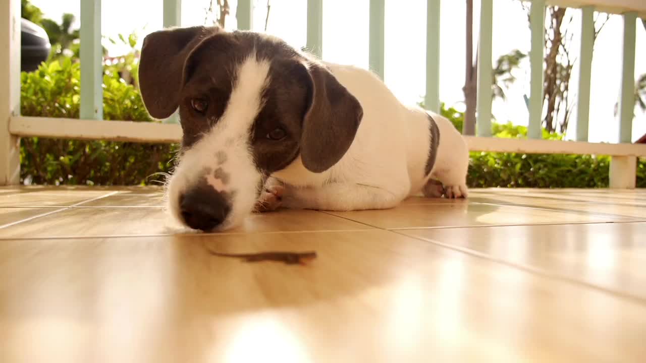cute dog