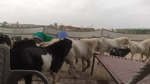 New Pakistani mountain goat enjoying at evening time at near swat