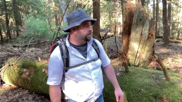 Five Day Thru Hike on the Baker Trail - Day 3 Video 06 An OLD Eastern Hemlock tree!