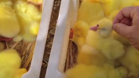 cute little yellow duck