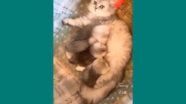 Funny Cats ✪ Mother cats