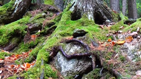 Tree Face