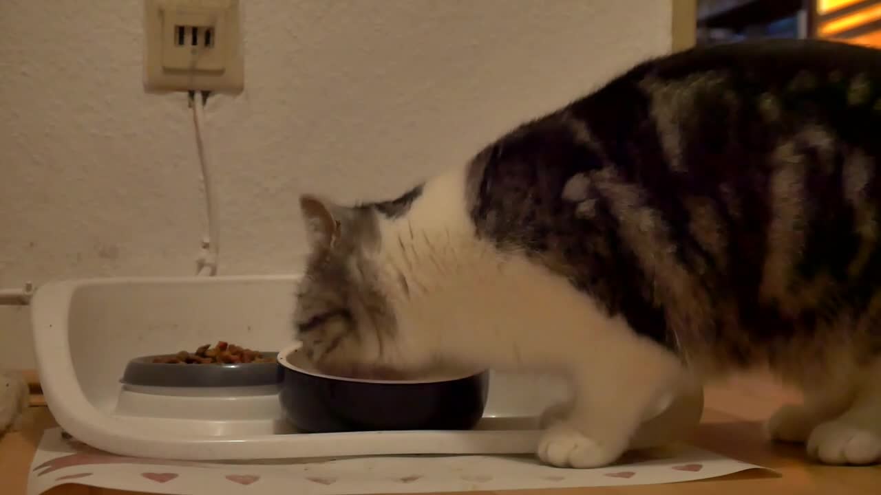 Cute cat eating food