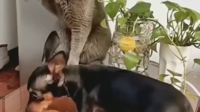 cat hits a puppy