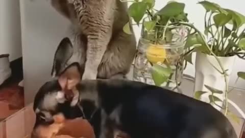 cat hits a puppy