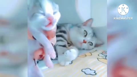 So cute cat funny video