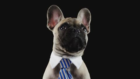 Studio Portrait Of French Bulldog Puppy Wearing Collar And Tie Against Black Background